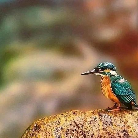 Sigiri Birds Hostel Sigiriya Bagian luar foto