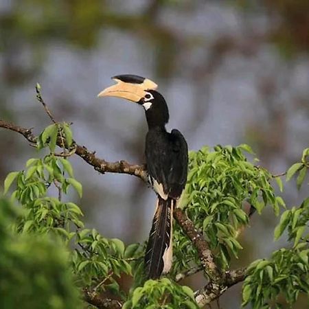 Sigiri Birds Hostel Sigiriya Bagian luar foto