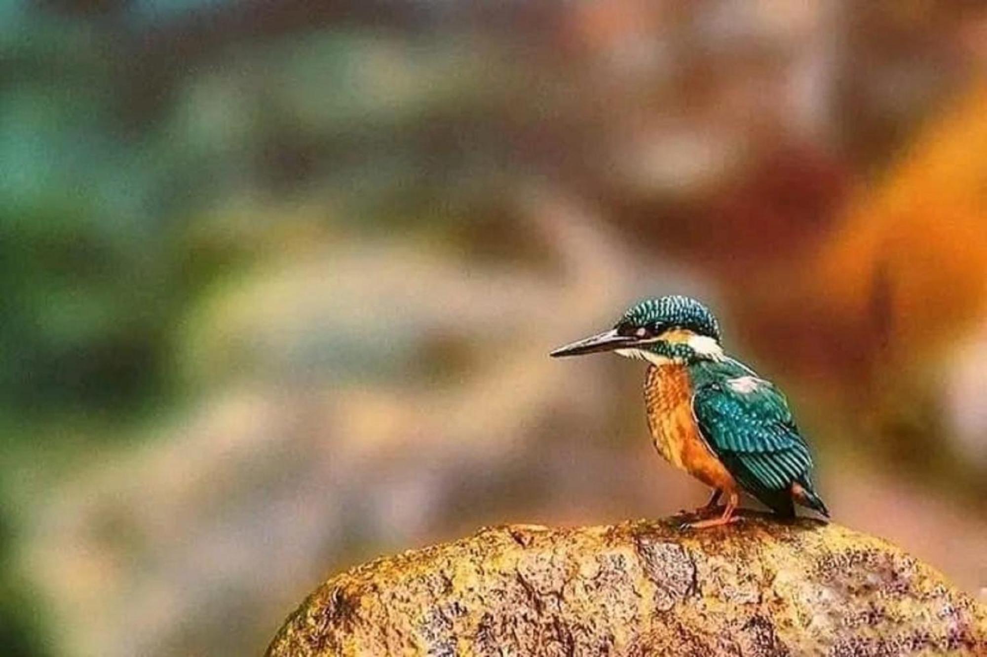 Sigiri Birds Hostel Sigiriya Bagian luar foto