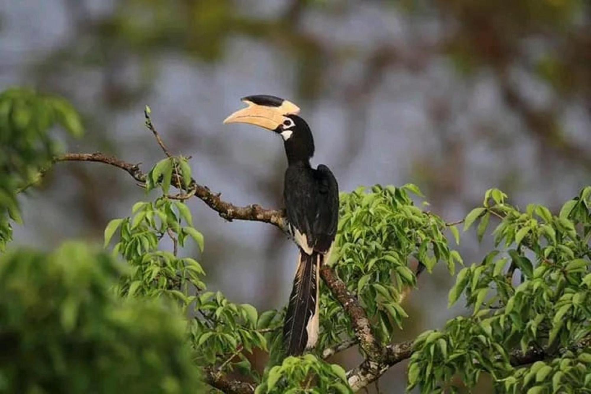 Sigiri Birds Hostel Sigiriya Bagian luar foto